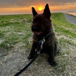 Un Cairland Terrier assis sur un terrain herbeux et qui est tenu en laisse 