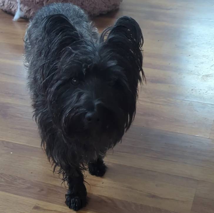 Un Cairland Terrier sur un plancher et regardant vers la caméra 