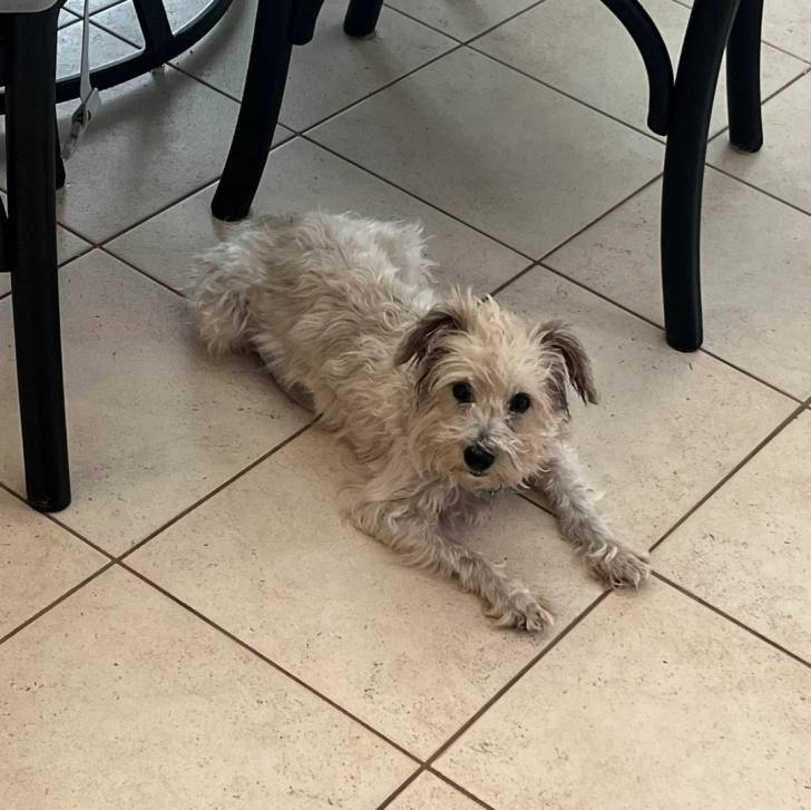 Un Cairland Terrier allongé sur un sol carrelé et regardant vers la caméra 