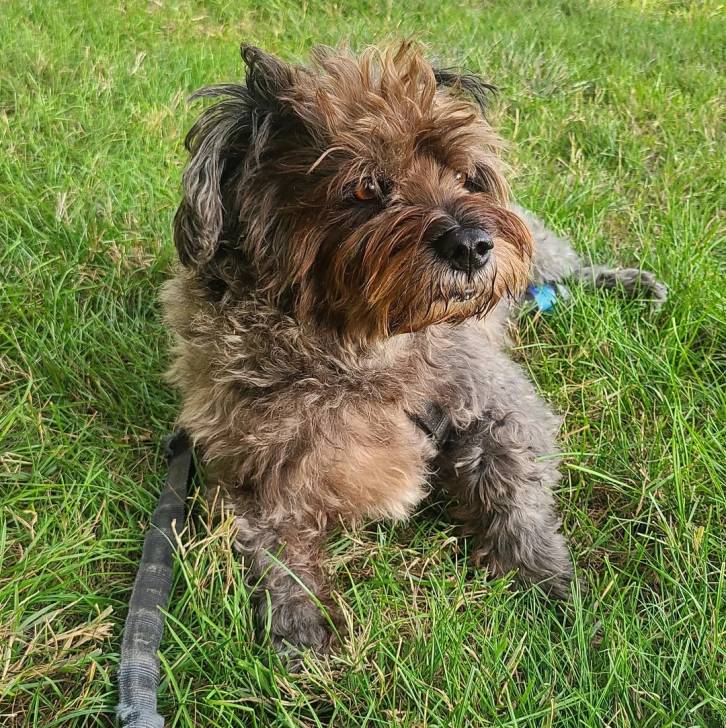 Un Cairland Terrier allongé sur un terrain herbeux et qui est tenu en laisse 