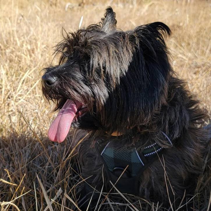 Un Cairland Terrier allongé sur un terrain herbeux ayant la langue pendante et portant un harnais 