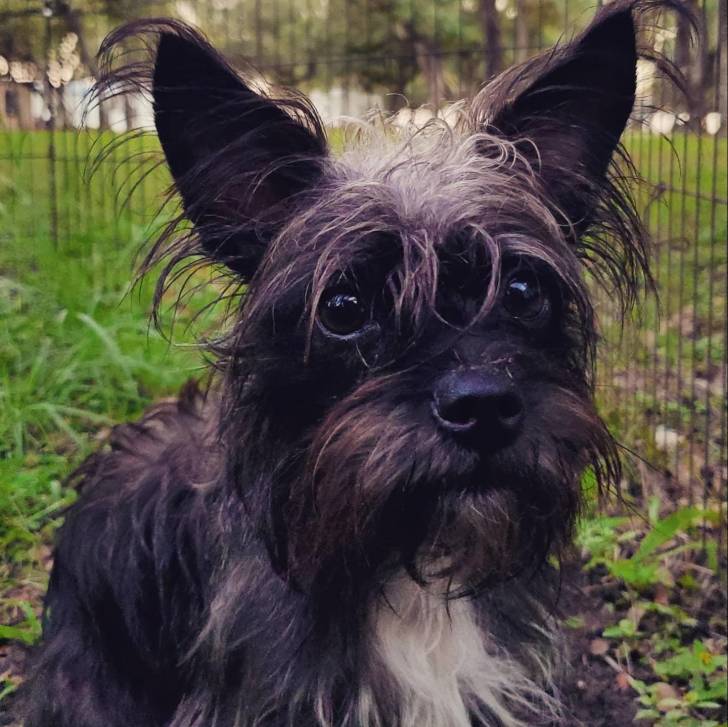 Un Cairland Terrier assis sur un terrain herbeux et semblant détendu 