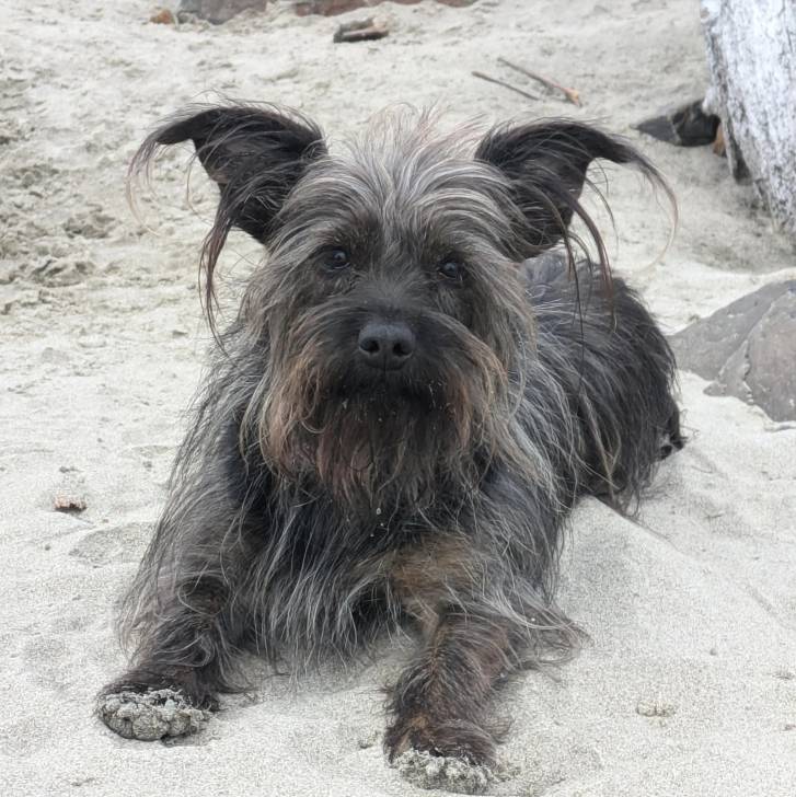 Un Cairland Terrier allongé sur une surface sableuse et regardant vers la caméra 