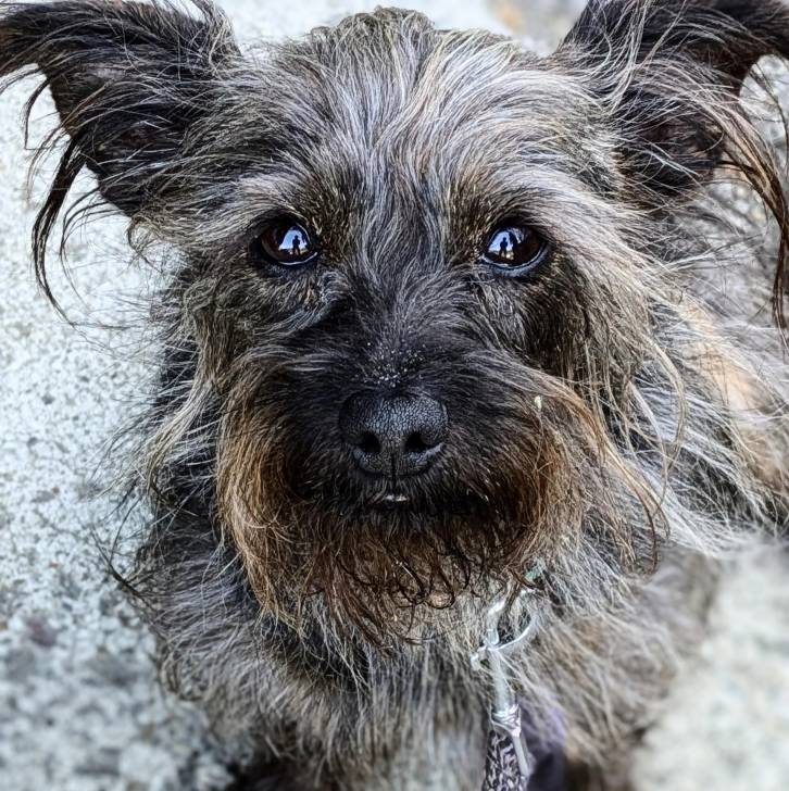 Un Cairland Terrier sur une surface sableuse et qui est tenu en laisse 