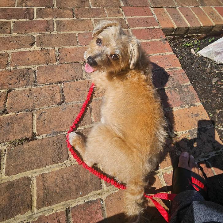 Un Cairland Terrier sur un sol pavé et qui est tenu en laisse 