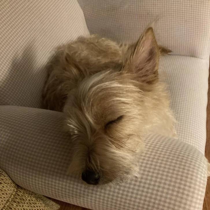 Un Cairland Terrier allongé dans un fauteuil et semblant dormir 