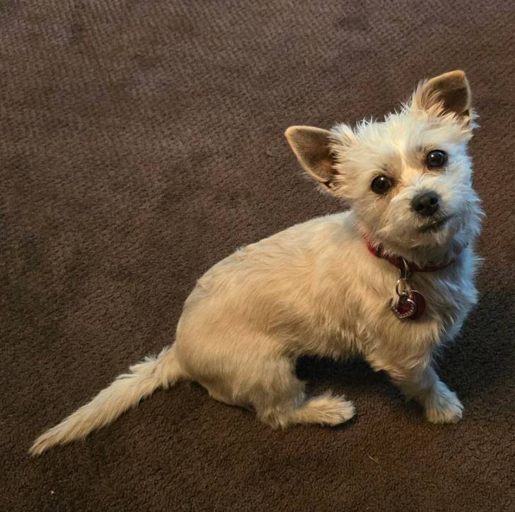 Un Cairland Terrier assis et portant un collier autour du cou