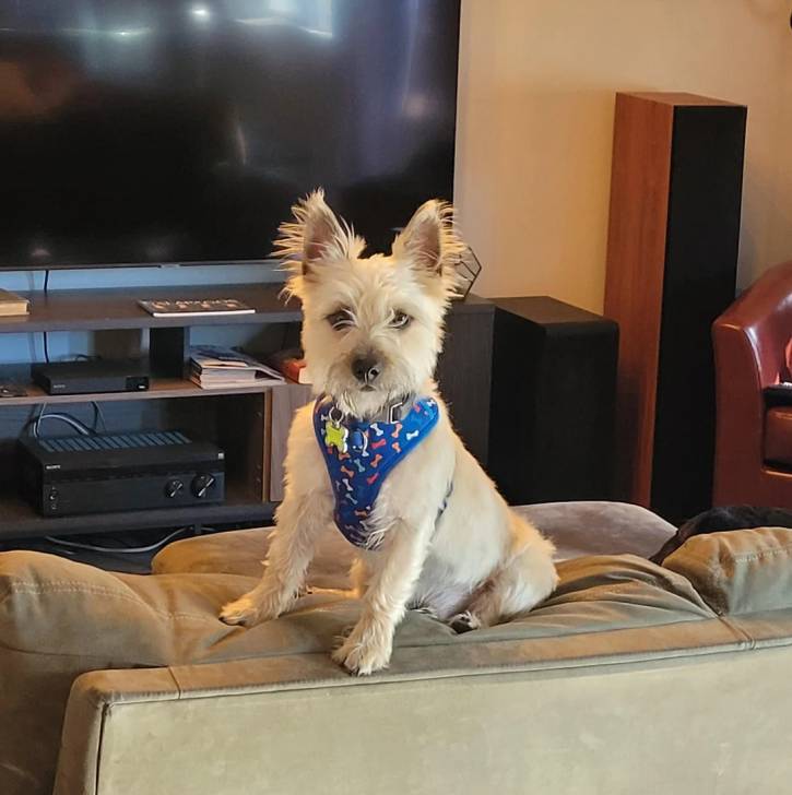 Un Cairland Terrier assis sur un canapé et portant un harnais 