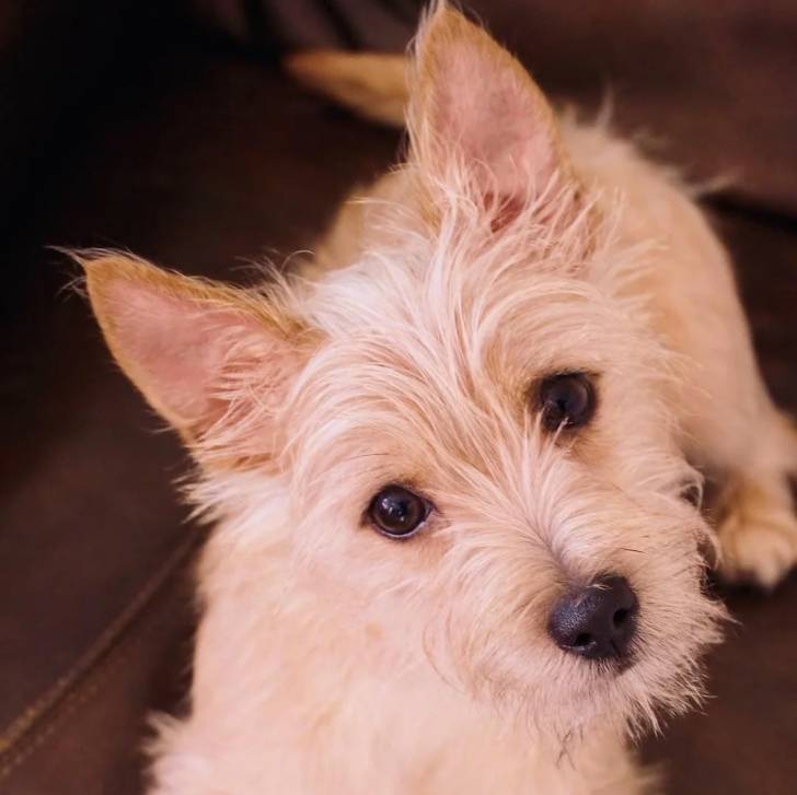 Un Cairland Terrier allongé et regardant vers la caméra 