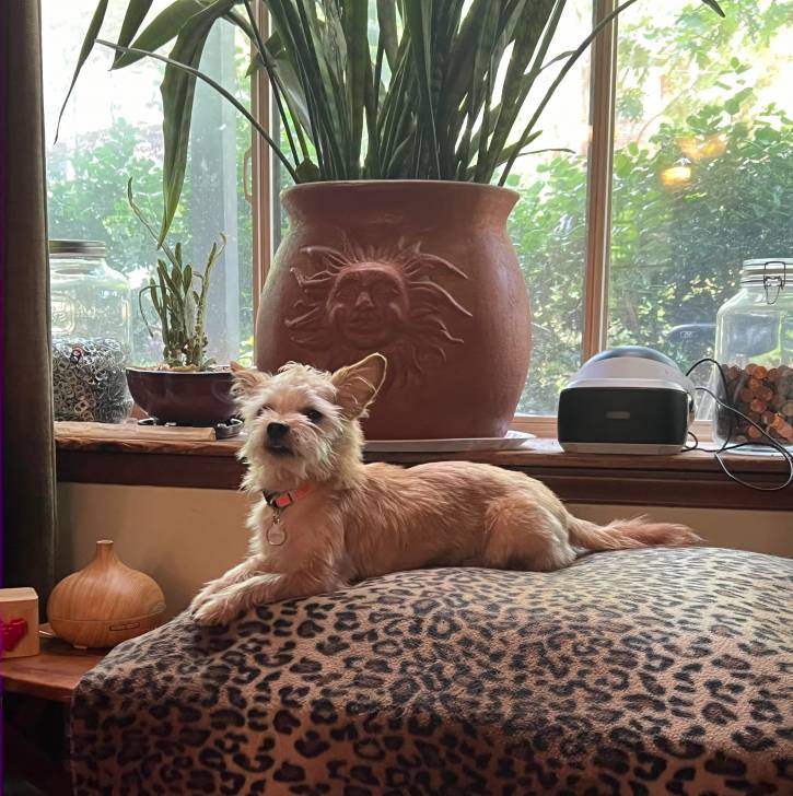 Un Cairland Terrier allongé et portant un collier autour du cou