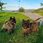 Deux Jacairn sur une surface herbacée et qui sont tous deux tenus en laisse 