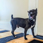 Un Jacairn sur un plancher et ayant la gueule légèrement ouverte 