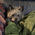 Un Jacairn sur un canapé et semblant détendu