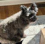 Un Jacairn assis sur un tapis et regardant vers la caméra 