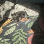 Un Jacairn allongé sur un lit et regardant vers la caméra 