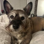 Un Jacairn allongé sur un lit et semblant détendun