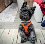 Un Jacairn sur un tapis et portant un harnais 