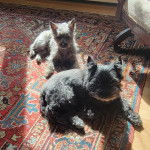 Deux Jacairn allongés tous deux sur un tapis et regardant tous les deux la caméra 