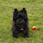 Un Jacairn sur une surface herbacée et portant un collier autour du cou