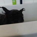 Un Jacairn dans une baignoire et regardant vers la caméra 