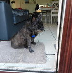 Un Jacairn assis sur un tapis et portant un collier autour du cou