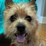 Un Jacairn portant un collier autour du cou et ayant la gueule légèrement ouverte 