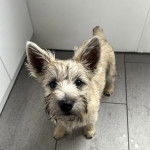 Un Jacairn sur un sol carrelé et semblant détendu 