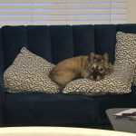 Un Jacairn allongé sur un canapé et regardant vers la caméra