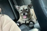 Un Jacairn sur la banquette arrière d'une voiture et portant des chaussures pour chien 