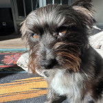 Un Jacairn sur un tapis et semblant détendu 