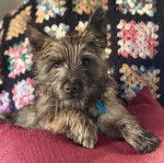 Un Jacairn allongé sur un canapé et portant un collier autour du cou