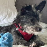 Un Jacairn allongé sur un canapé et portant un harnais 