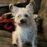 Un Jacairn assis sur un canapé et semblant détendu