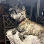 Un Jacairn allongé sur un canapé et portant un collier autour du cou