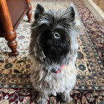 Un Jacairn sur un tapis et portant un collier autour du cou