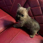 Un chiot Jacairn sur la banquette d'une voiture