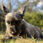 Un Jacairn allongé sur un terrain herbeux et regardant vers la caméra 