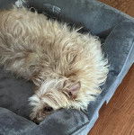 Un Jacairn allongé dans un panier et semblant détendu 