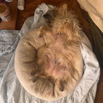 Un Jacairn allongé sur le dos dans un panier 