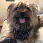 Un Jacairn tirant la langue et portant un harnais 