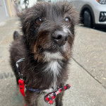 Un Jacairn sur un trottoir et portant un harnais 