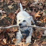 Un Jacairn portant un harnais et ayant un bâton dans sa gueule 