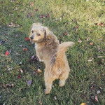 Un Jacairn sur un terrain herbeux et regardant vers la caméra 