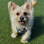 Un Jacairn sur du gazon synthétique et portant un harnais 