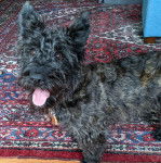 Un Jacairn tirant la langue et portant un collier autour du cou