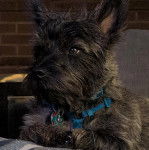 Un Jacairn portant un collier autour du cou et semblant détendu