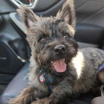 Un Jacairn allongé sur le siège d'une voiture et portant un harnais 