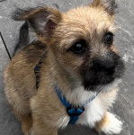 Un Jacairn assis sur une surface bétonnée et portant un harnais 