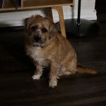 Un Jacairn assis sur un plancher et regardant vers la caméra 