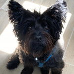 Un Jacairn assis sur un sol carrelé et portant un harnais 